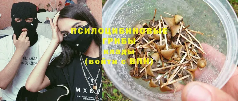 что такое   Лермонтов  Псилоцибиновые грибы Psilocybine cubensis 